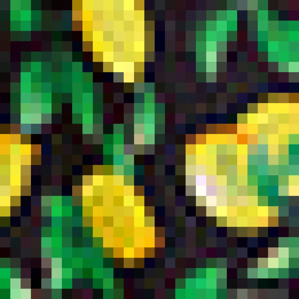 Zest for Life Sweetheart Dress